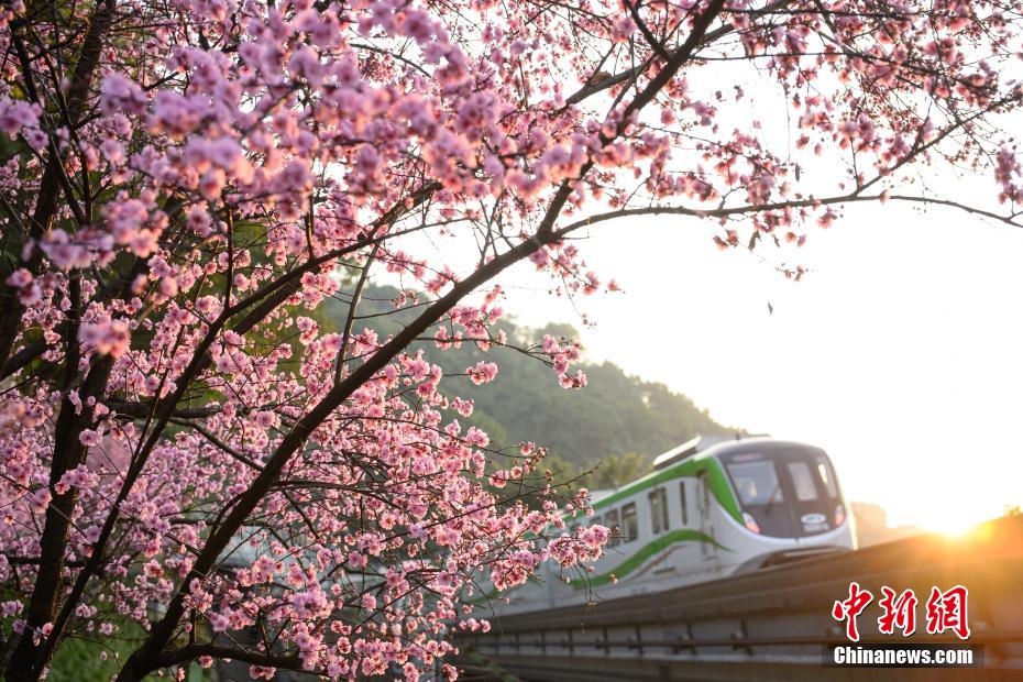 “The Train to Spring” seen in SW China’s Chongqing