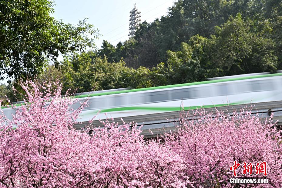 “The Train to Spring” seen in SW China’s Chongqing