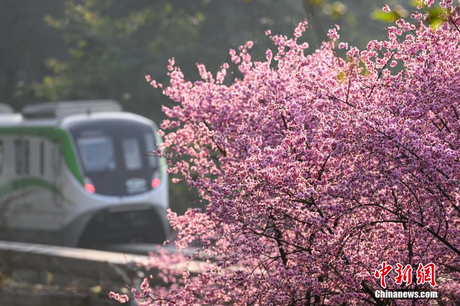 “The Train to Spring” seen in SW China’s Chongqing