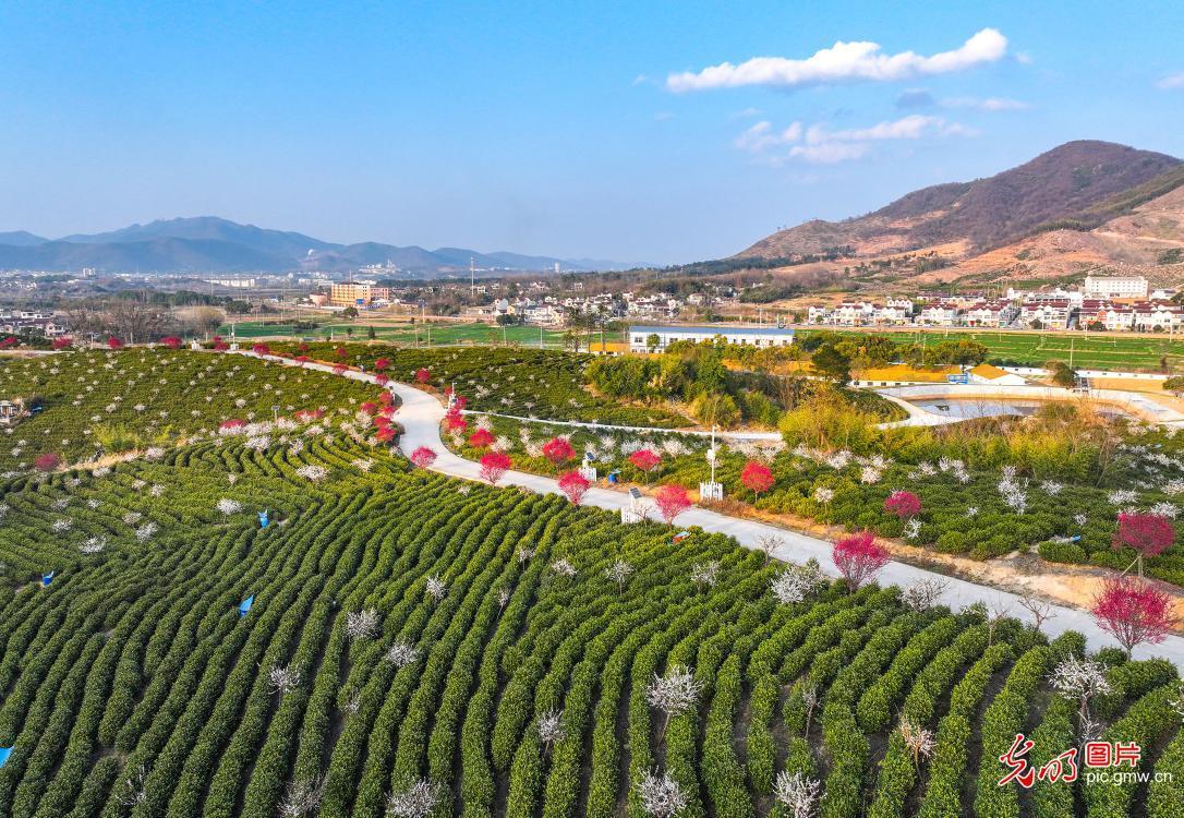 Spring scenery in tea garden in E China’s Anhui