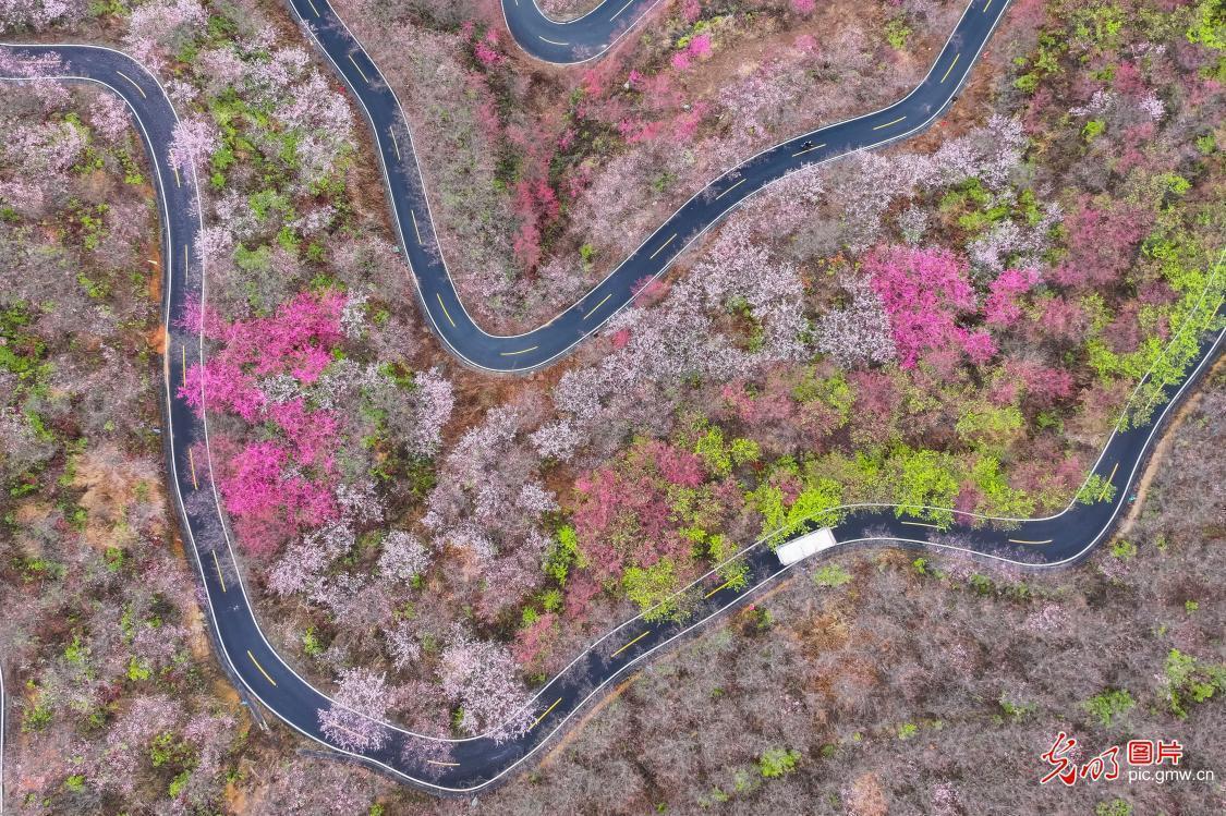 Flowers bloom in spring across China