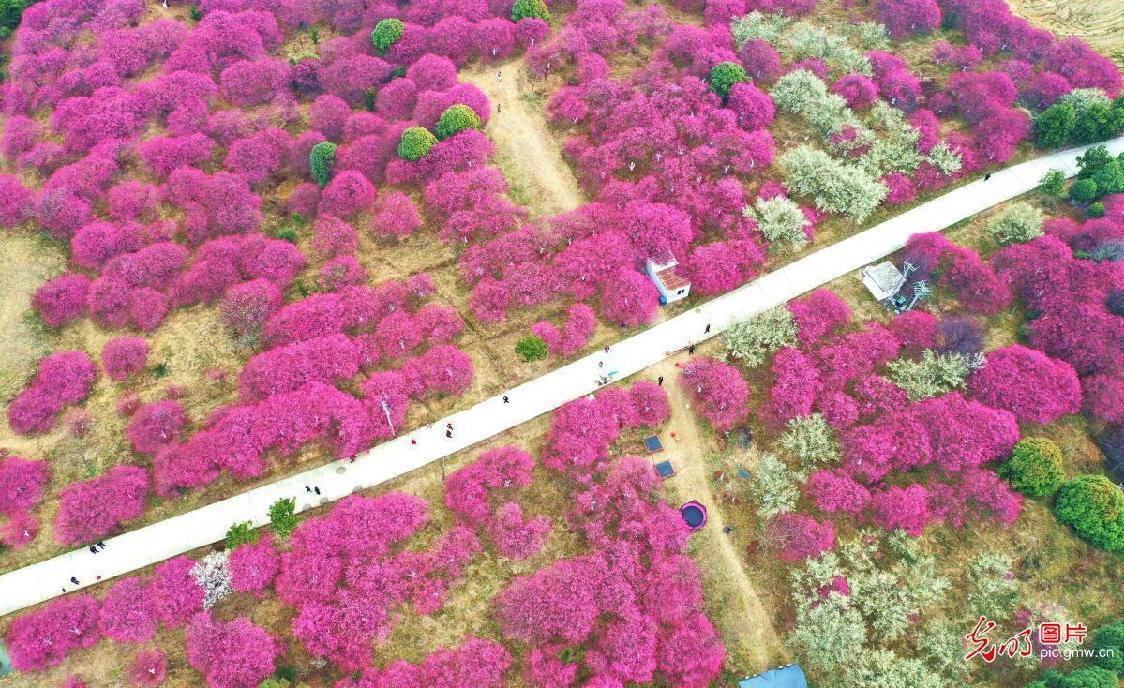 Flowers bloom in spring across China