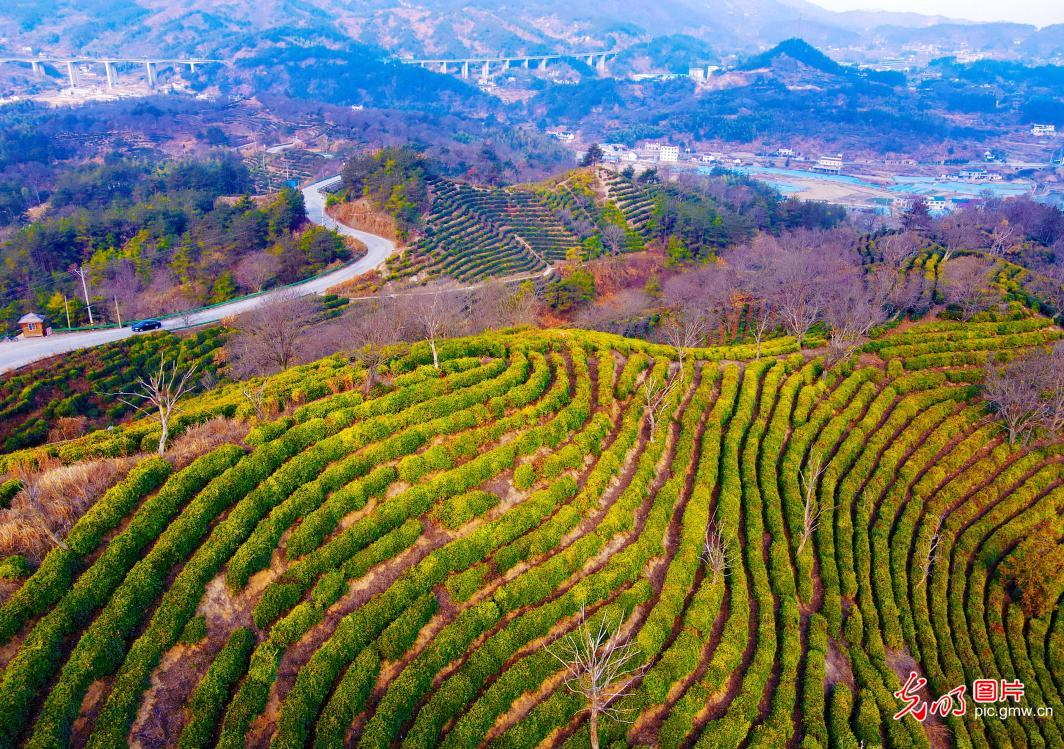 Tea garden creates picturesque scene in mountain village in Anhui