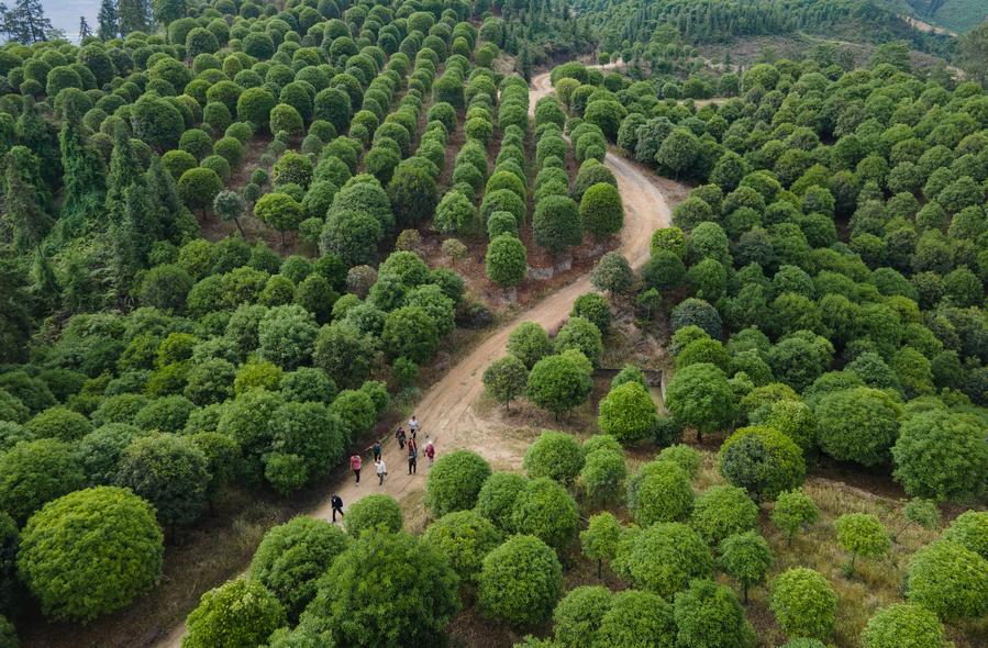 China unveils draft of its first-ever environmental code