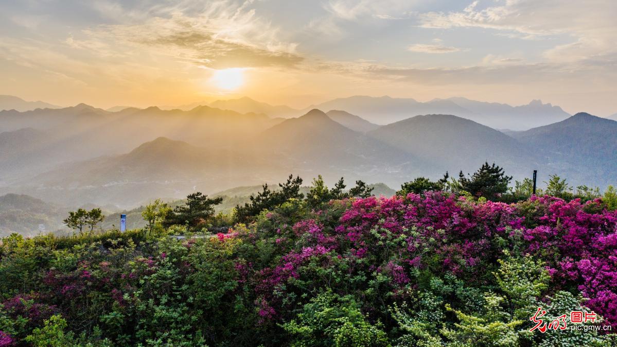 Rhododendrons in full bloom on C China’s Niubeijigu Mountain