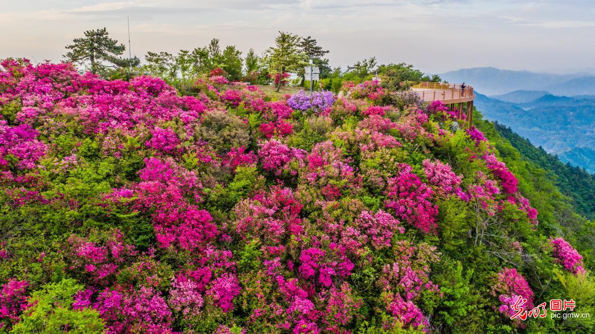 Rhododendrons in full bloom on C China’s Niubeijigu Mountain