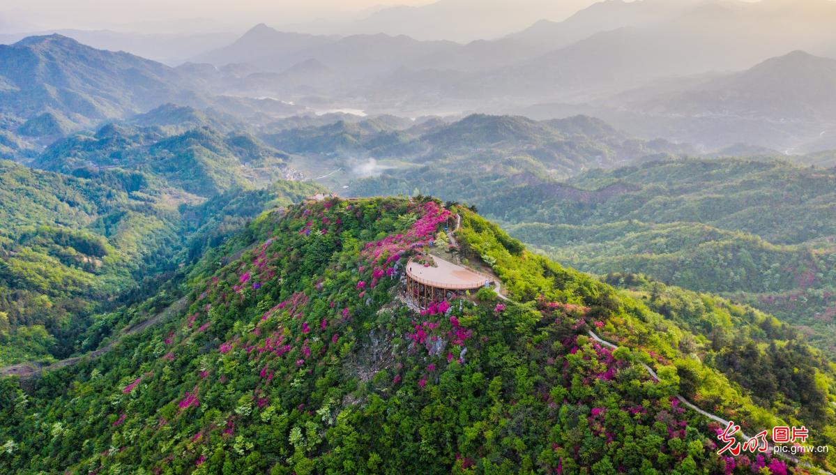 Rhododendrons in full bloom on C China’s Niubeijigu Mountain