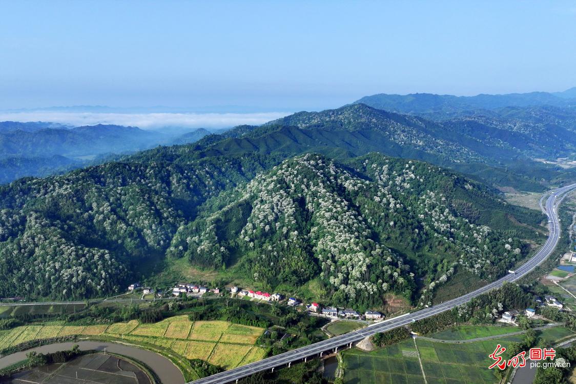 Paulownia flowers blossom along highway in E China's Jiangxi