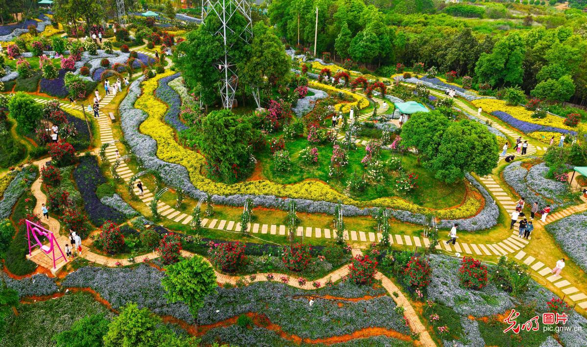 Roses blossom to attract visitors