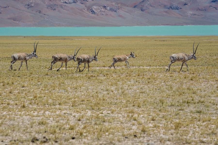 Tibetan antelopes start annual migration to give birth