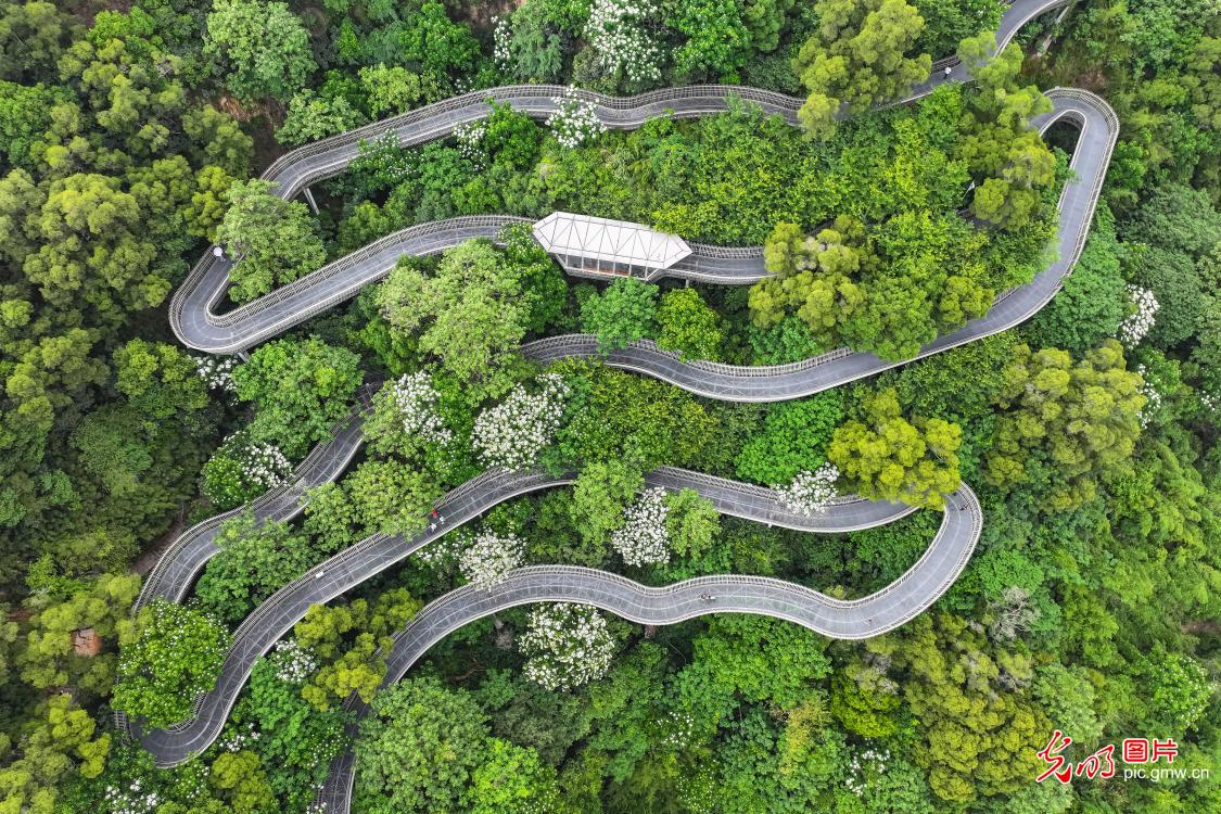 Snow-like blossoms adorn green trails in SE China’s Fujian