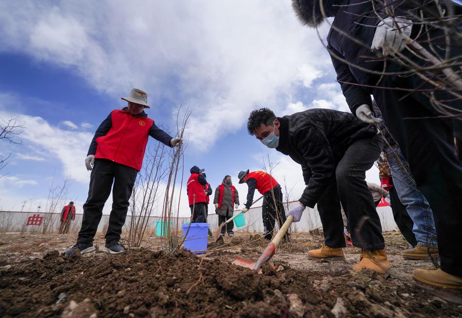 Nagqu advances urban greening on 