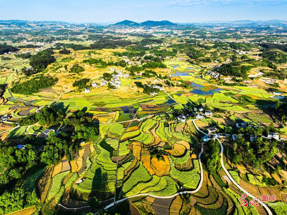 Golden rapeseed fields in SW China's Guizhou