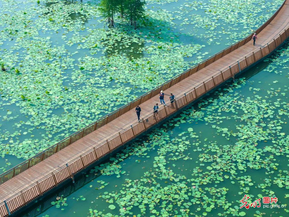 Tourists admire lotus at Xuanwu Lake