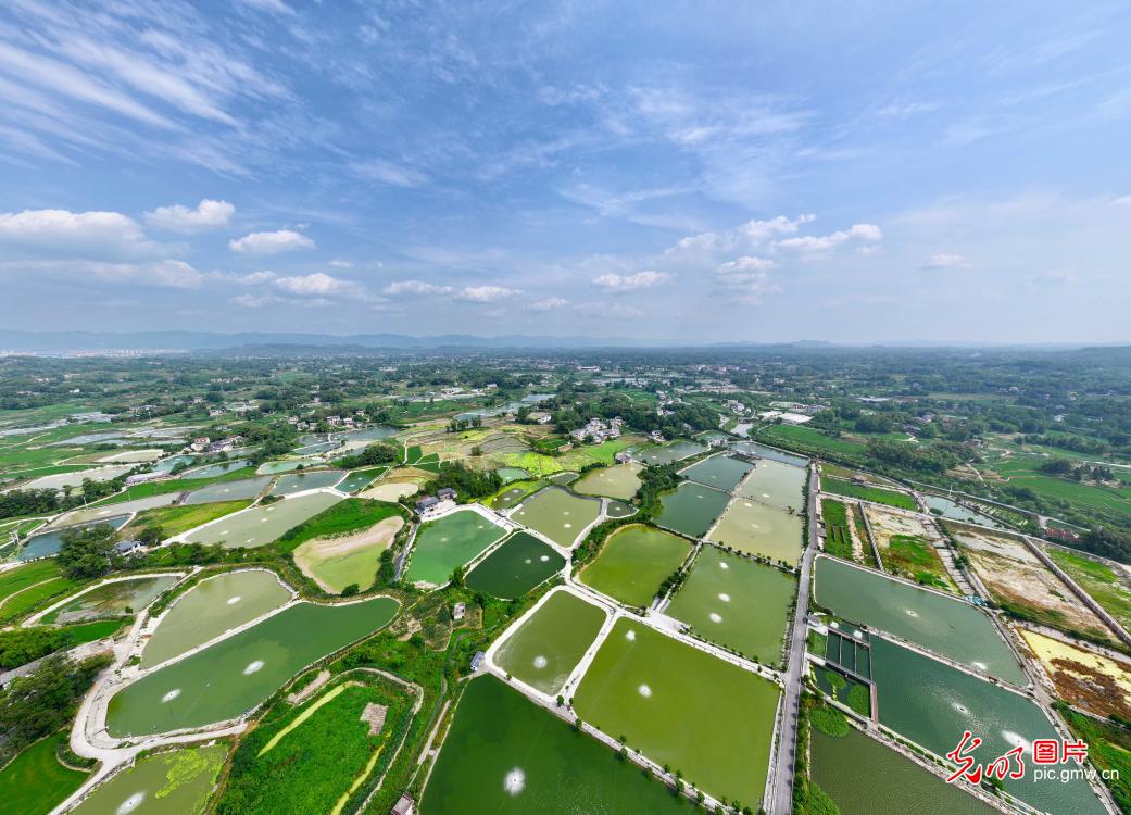 Vibrant fish ponds paint landscape in Chongqing