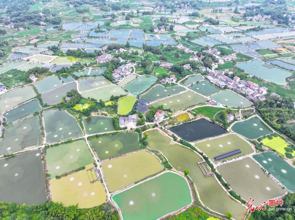 Vibrant fish ponds paint landscape in Chongqing