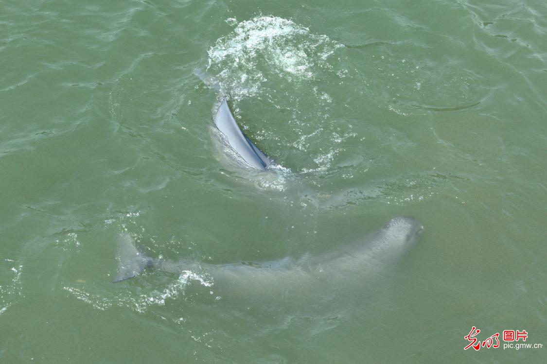 Yangtze porpoises frolic in protected habitat ahead of Biodiversity Day