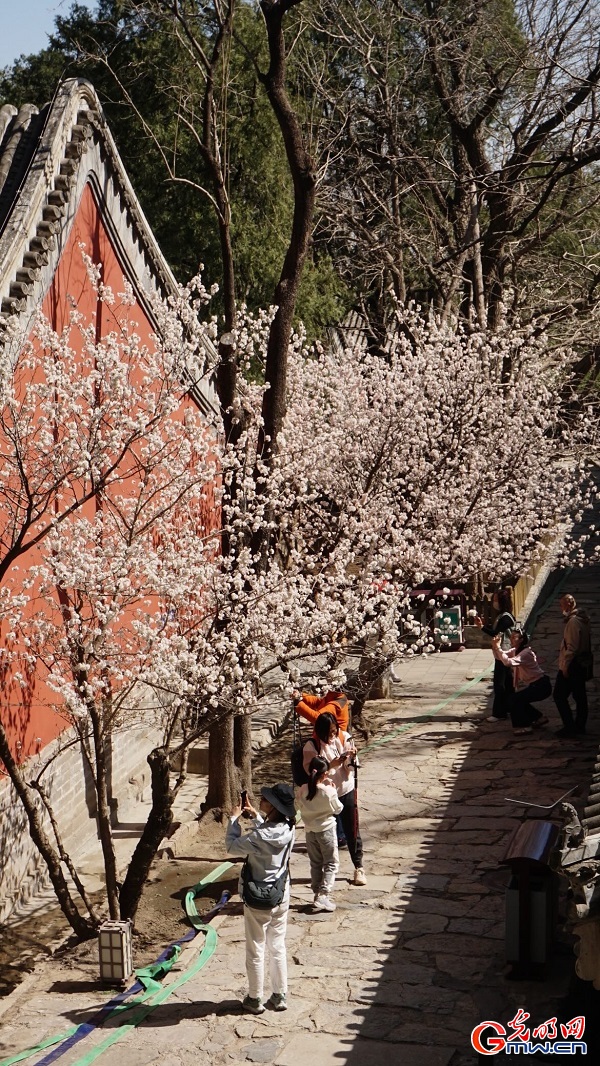 Springtime splendor unfolds at historic Dajue Temple