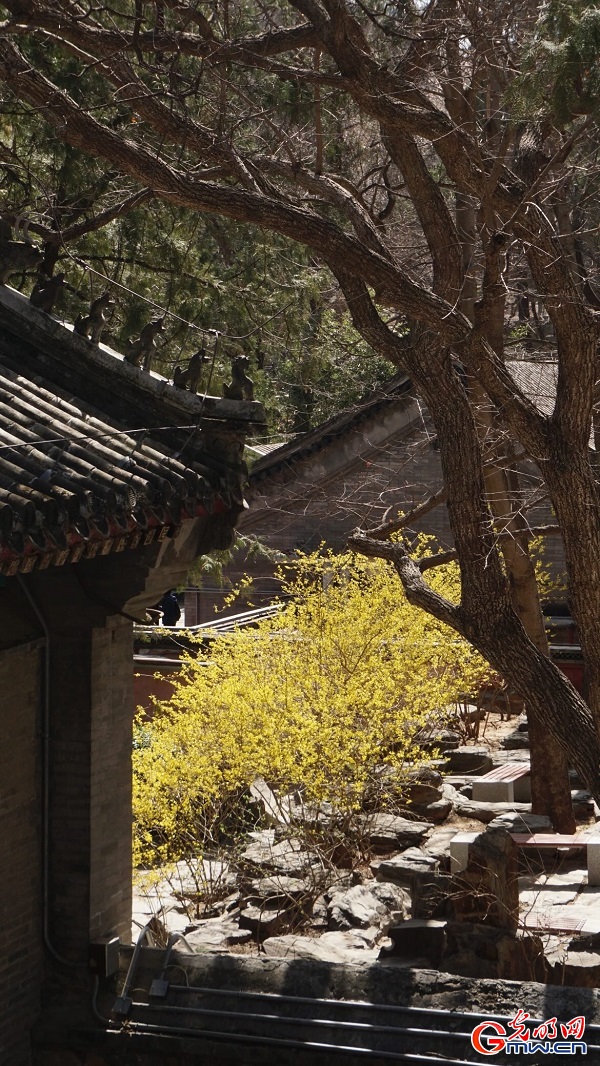 Springtime splendor unfolds at historic Dajue Temple