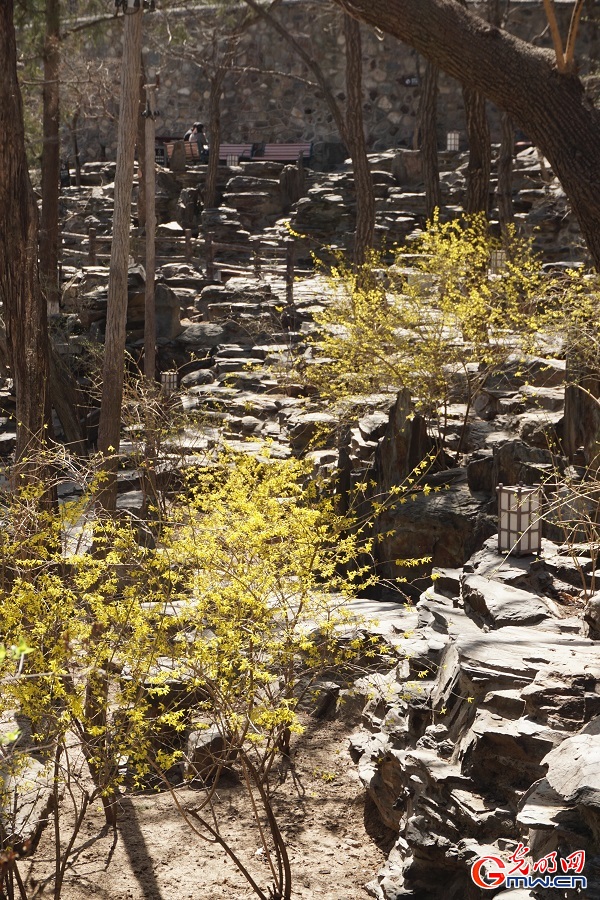 Springtime splendor unfolds at historic Dajue Temple
