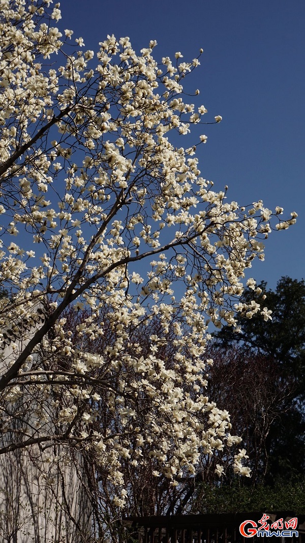Springtime splendor unfolds at historic Dajue Temple
