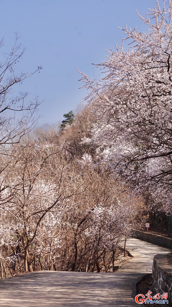 Springtime splendor unfolds at historic Dajue Temple