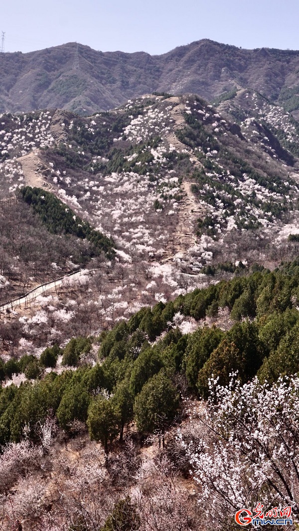 Springtime splendor unfolds at historic Dajue Temple
