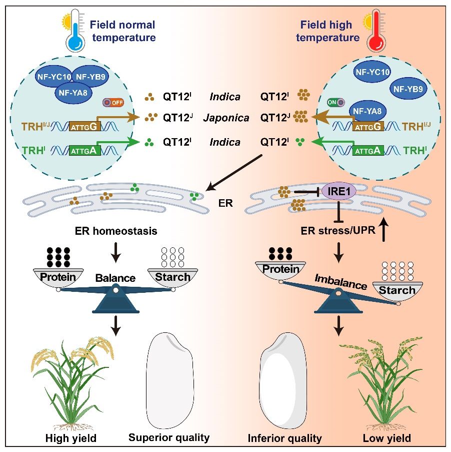 Chinese scientists discover heat-resistant rice gene