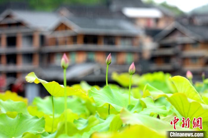 Scenery of lotus attracts tourists in S China’s Guangxi