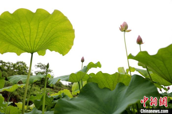 Scenery of lotus attracts tourists in S China’s Guangxi
