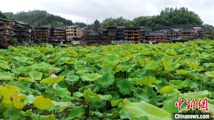 Scenery of lotus attracts tourists in S China’s Guangxi