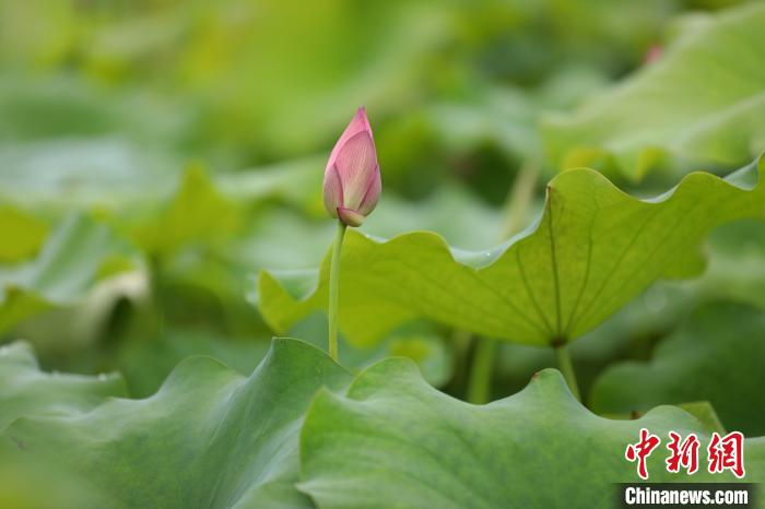 Scenery of lotus attracts tourists in S China’s Guangxi