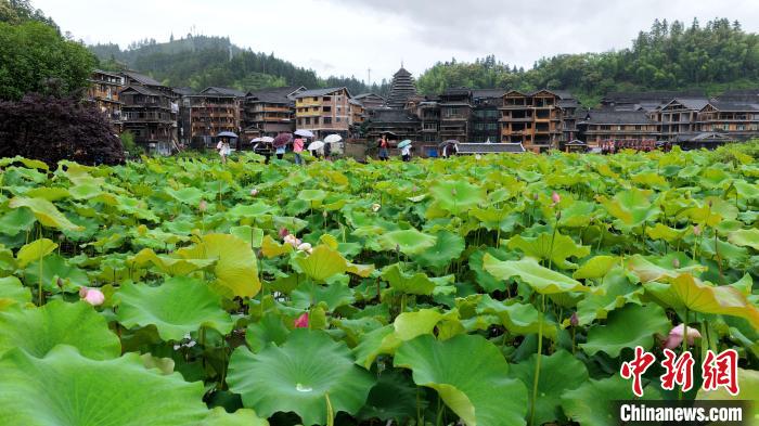 Scenery of lotus attracts tourists in S China’s Guangxi
