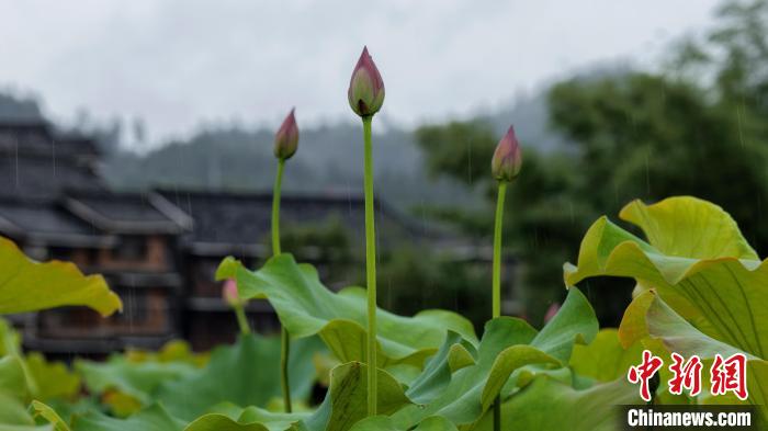 Scenery of lotus attracts tourists in S China’s Guangxi