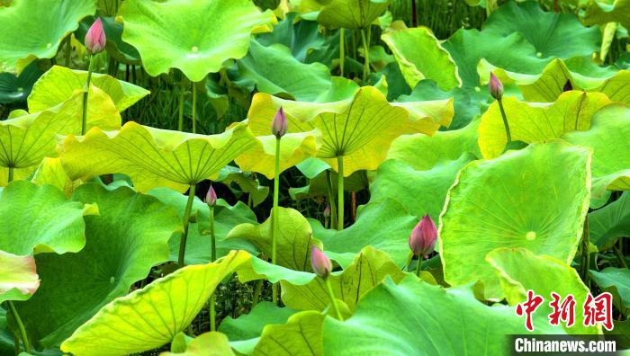 Scenery of lotus attracts tourists in S China’s Guangxi