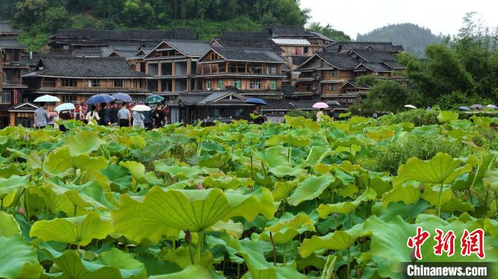 Scenery of lotus attracts tourists in S China’s Guangxi