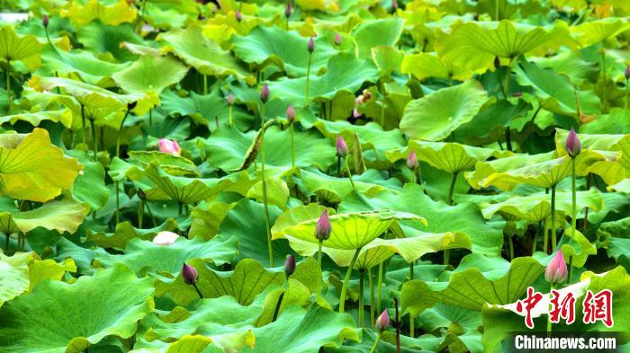 Scenery of lotus attracts tourists in S China’s Guangxi