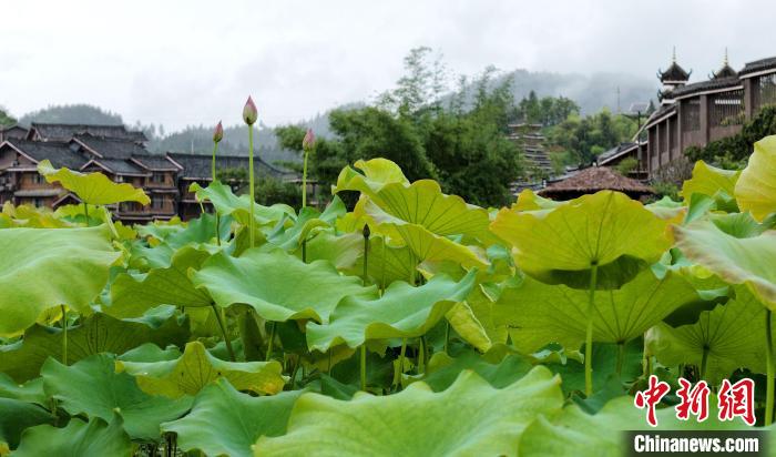 Scenery of lotus attracts tourists in S China’s Guangxi