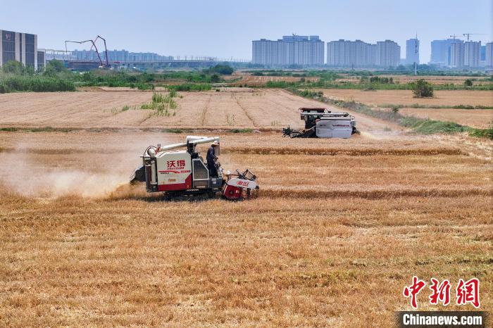 Farmers busy in harvesting wheat in E China’s Jiangsu Province