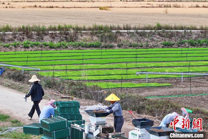 Farmers busy in harvesting wheat in E China’s Jiangsu Province