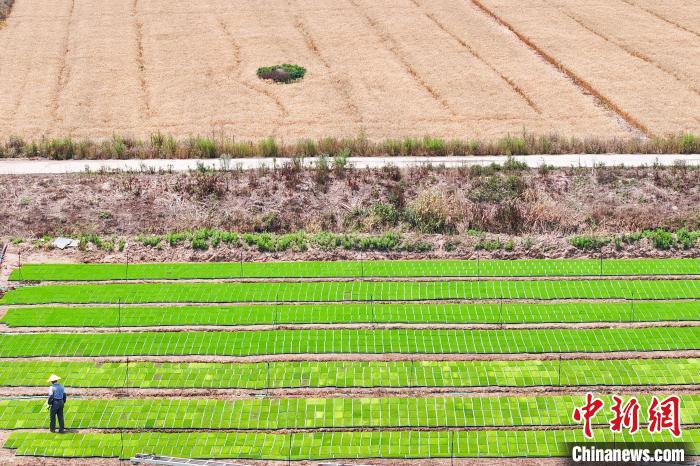 Farmers busy in harvesting wheat in E China’s Jiangsu Province