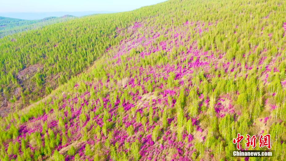 Scenery of rhododendrons in full bloom in N China’s Inner Mongolia