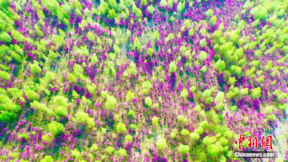 Scenery of rhododendrons in full bloom in N China’s Inner Mongolia