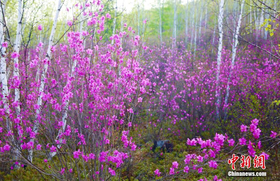 Scenery of rhododendrons in full bloom in N China’s Inner Mongolia