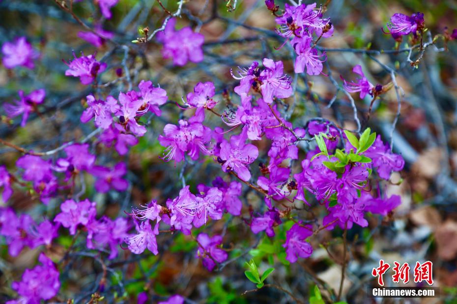 Scenery of rhododendrons in full bloom in N China’s Inner Mongolia