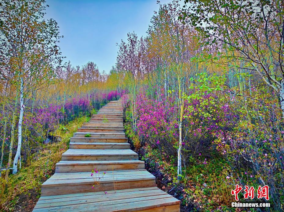 Scenery of rhododendrons in full bloom in N China’s Inner Mongolia