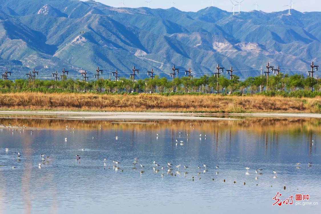 Salt lake nestled by hundreds of birds in NW China’s Shanxi