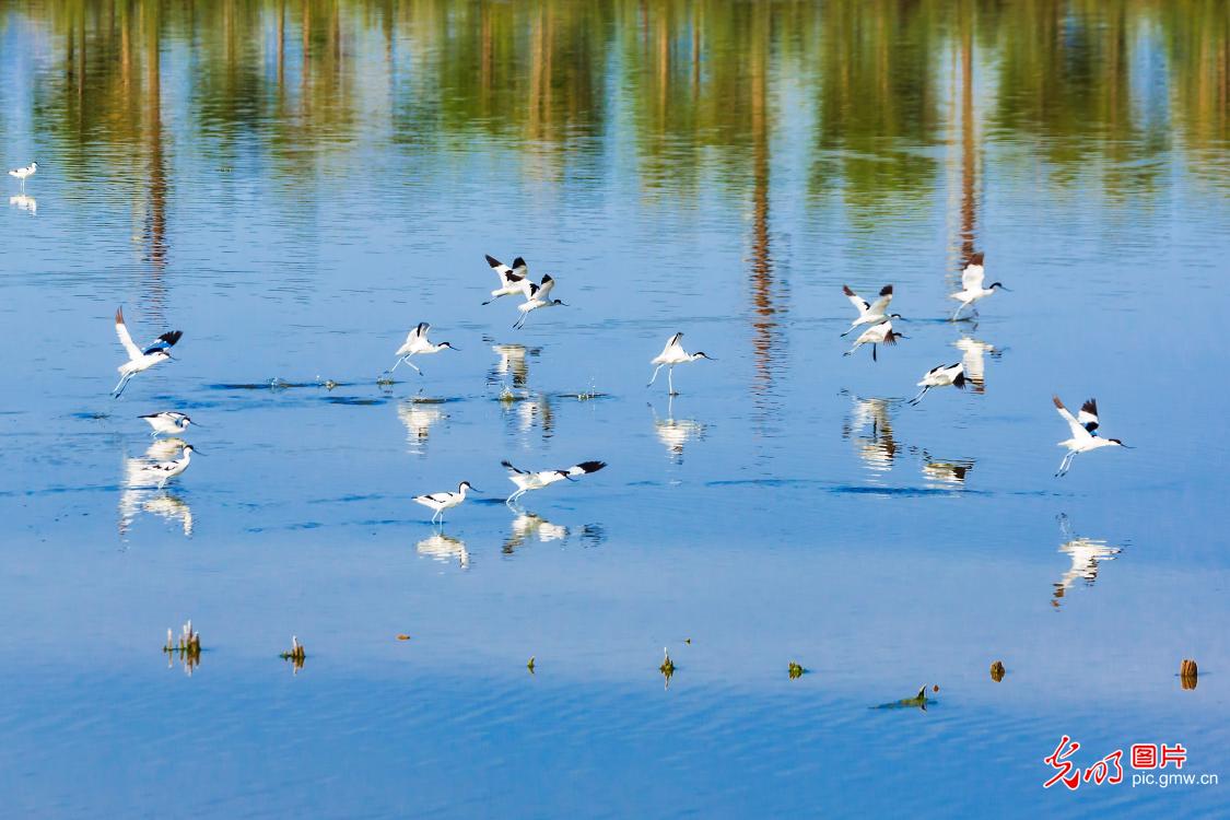 Salt lake nestled by hundreds of birds in NW China’s Shanxi