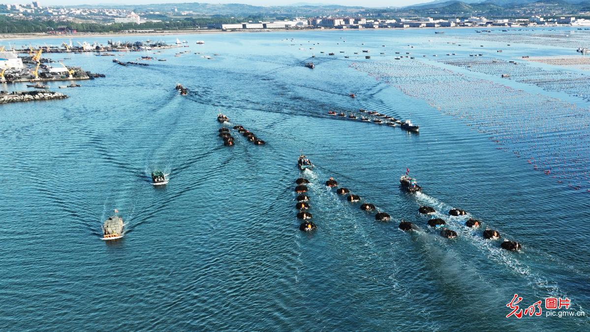 Marine harvest in E China’s Shandong