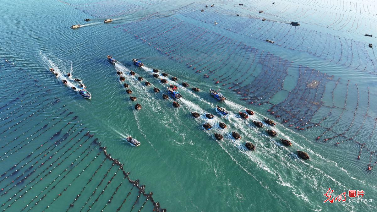 Marine harvest in E China’s Shandong